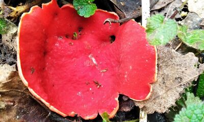 В ярославский лесах найден редкий гриб