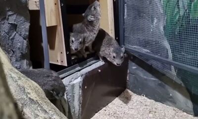 В Ярославском зоопарке пополнение