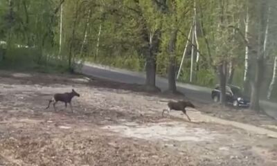 В Ярославле лоси пытались догнать автомобили