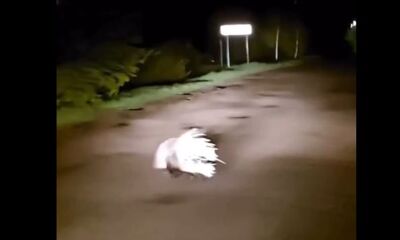 В Тутаеве жители встретили на дороге дикобраза