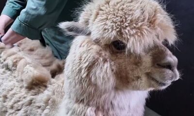 Ярославцам показали закулисье зоопарка - стрижку альпака