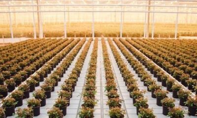 11 инвестиционных проектов реализуют в Ярославской области в сфере АПК