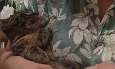 В Ярославле котенку провели уникальную операцию