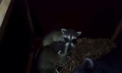 В Ярославском зоопарке родились два малыша енота