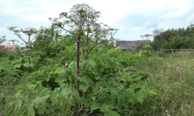 В Ярославской области у собственников изымут 120 гектаров земли из-за борщевика