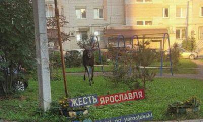 Агрессивные лоси ходят по улицам Ярославля