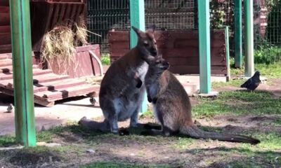 Пропавшего из Ярославского зоопарка кенгуренка ищет полиция