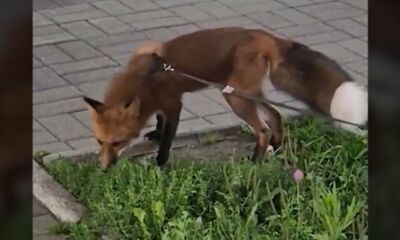 В центре Ярославля прохожие встретили лиса