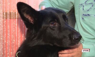 В Ярославской области предлагают увеличить выплаты инвалидам на содержание собак-поводырей