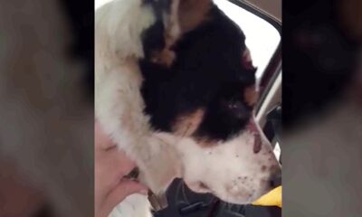 Ярославцы требуют наказать избившего собак живодера