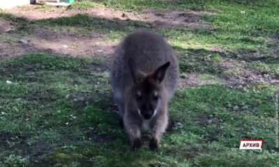 Похититель ярославского кенгуренка отказался сидеть в СИЗО
