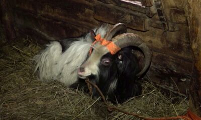 Козлик-потеряшка обрел дом: корреспондент «Первого Ярославского» побывал у рогатого в гостях