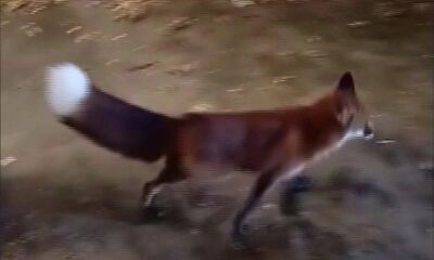 Потерявшийся в Ярославле Принц вернулся домой