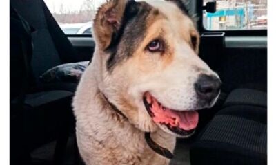 Ярославские судебные приставы помогли потерявшейся собаке вернуться к хозяину