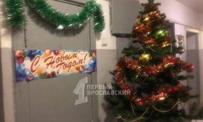 Ярославский Гринч вернул жителям их елку