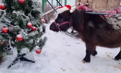 Ярославцы могут подарить свою елку животным из зоопарка