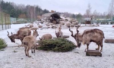 В Ярославский зоопарк прибыли первые новогодние деревья в рамках акции «Подари елку»