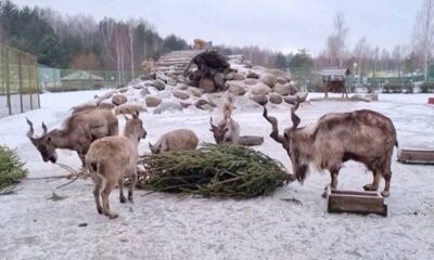 Ярославцы сдали в зоопарк более 500 хвойных деревьев после новогодних праздников