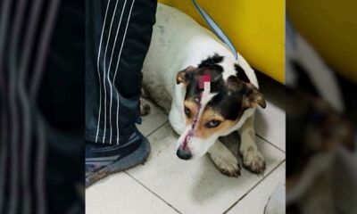 В Ярославской области убившему топором своих собак мужчине грозит лишение свободы до 5 лет