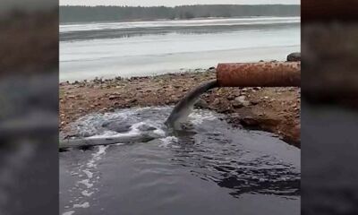 В Мышкине черная вода сливается в Волгу: Северный водоканал занимается решением проблемы