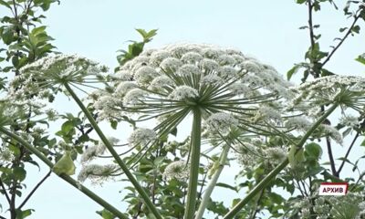 В Ярославской области 86 собственников лишились своей земли из-за борщевика