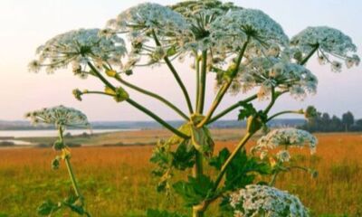 Ярославские ученые предложили делать топливо из борщевика