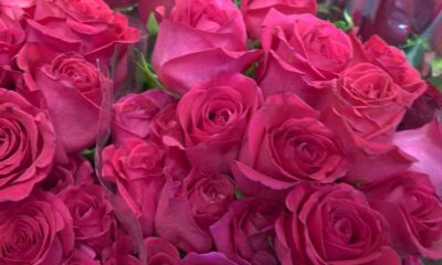 Более 2 млн цветов вырастили в Ярославской области к Международному женскому дню