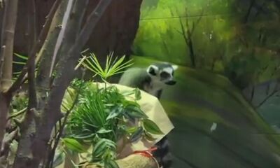 Ярославскому лемуру Ляле в преддверии 8 Марта подарили букет