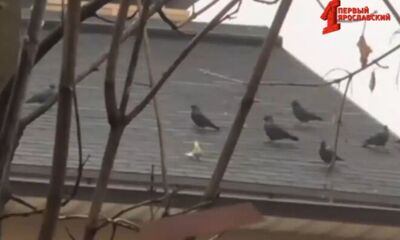 Дал отпор стае галок: ярославцы обнаружили отважного попугая на одной из крыш города