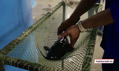 В Ярославской области в несколько раз увеличили производство и переработку рыбы