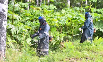 Более 57 млн рублей потратят в Ярославской области на борьбу с борщевиком