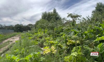 В Ярославской области выявили более 6 тысяч гектаров зараженных борщевиком муниципальных земель