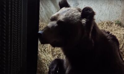 В Ярославском зоопарке проснулись бурые медведи