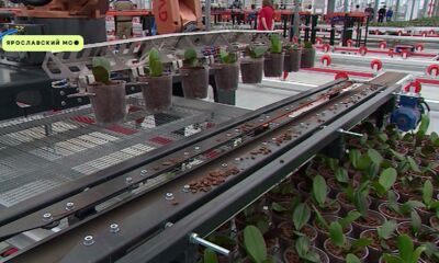 В Ярославской области запустили первое в России производство орхидей