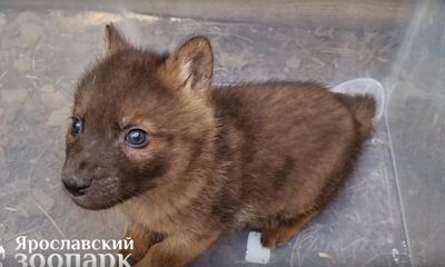 В Ярославском зоопарке родились шесть щенков краснокнижных красных волков