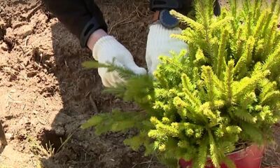 В Ярославской области стартовала ежегодная акция «Сад памяти»