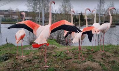 В Ярославском зоопарке розовые фламинго переехали в летний вольер