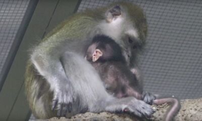 В Ярославском зоопарке появился на свет малыш яванских макак