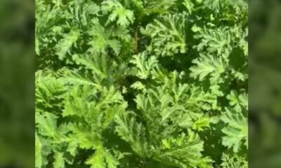 Жители поселка Карачиха под Ярославлем бьют тревогу из-за борщевика