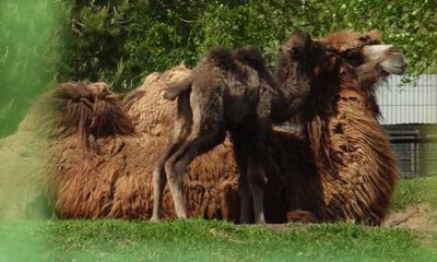 Малыш-верблюд, кенгуренок и волчата: в Ярославском зоопарке поделились пополнением