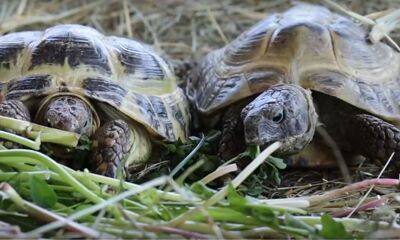 Черепахи стали новыми обитателями Ярославского зоопарка