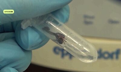 В Ярославле от клещей пострадало наибольшее количество человек в регионе