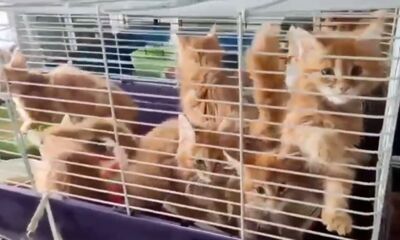 Мошенники используют фейковые истории о спасении котят и обманывают ярославцев