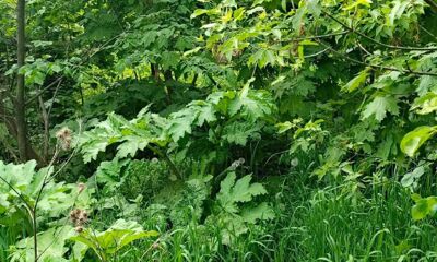 В Ярославской области будут штрафовать за борщевик на участках