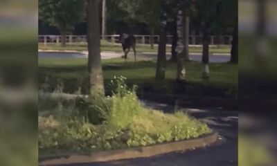 Скакал между машинами и бегал по проезжей части: лось взбудоражил жителей Ярославля