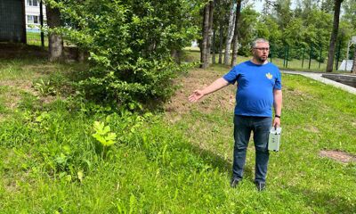 В детском оздоровительном лагере Некрасовского округа обнаружили борщевик