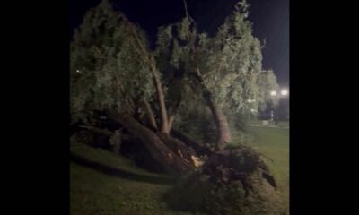 На Стрелке ураган уничтожил любимую иву ярославцев