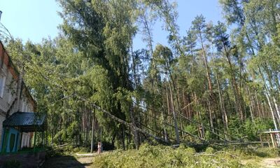 225 деревьев завалили школу в Ярославском округе