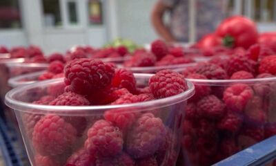 Стало известно, как ярославским дачникам избежать штрафов за продажу собственного урожая