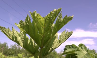 Клин клином вышибают: в Ярославской области предложили новый способ борьбы с борщевиком